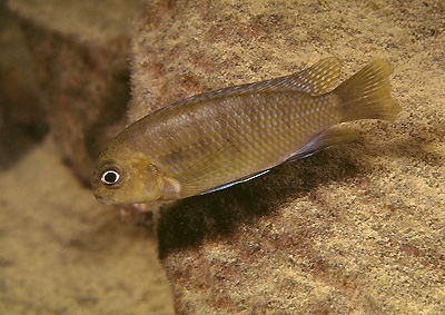 Tropheops sp. 'deep' Nkhata Bay